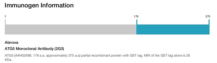 ATG5 Monoclonal Antibody (2G3)