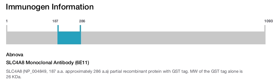 SLC4A8 Monoclonal Antibody (6E11)