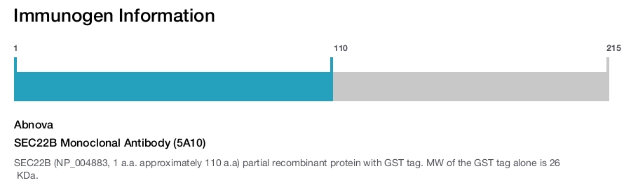 SEC22B Monoclonal Antibody (5A10)