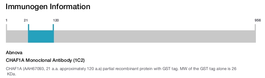 CHAF1A Monoclonal Antibody (1C2)