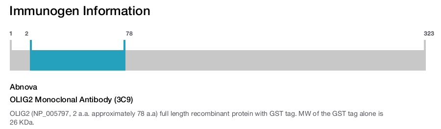 OLIG2 Monoclonal Antibody (3C9)