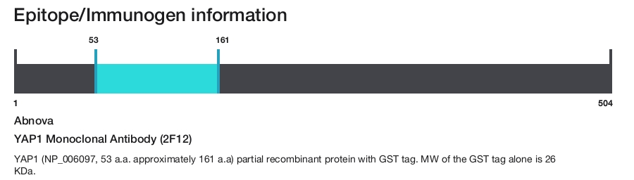 YAP1 Monoclonal Antibody (2F12)