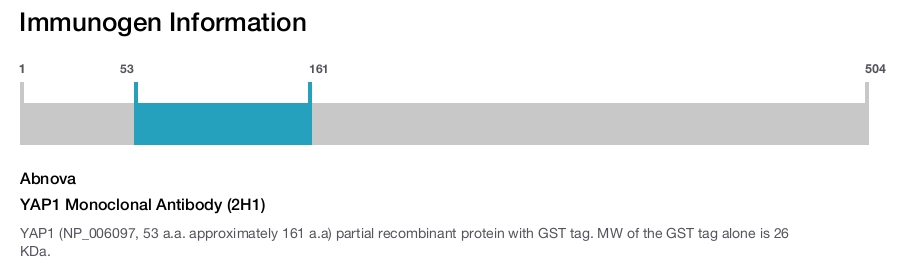 YAP1 Monoclonal Antibody (2H1)