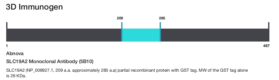 SLC19A2 Monoclonal Antibody (5B10)