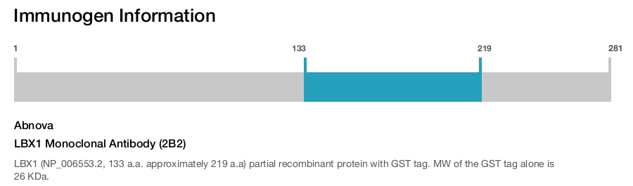 LBX1 Monoclonal Antibody (2B2)