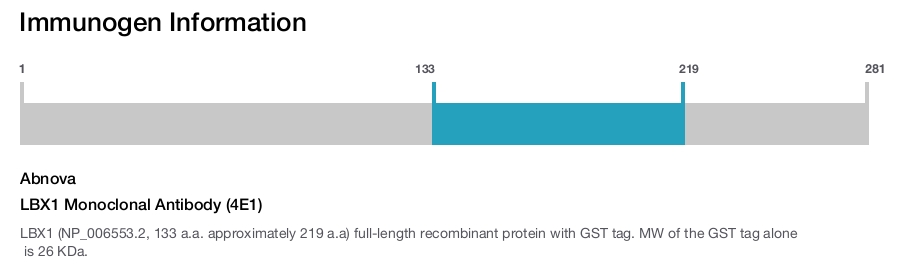 LBX1 Monoclonal Antibody (4E1)