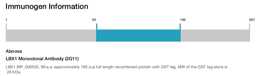 LBX1 Monoclonal Antibody (2G11)