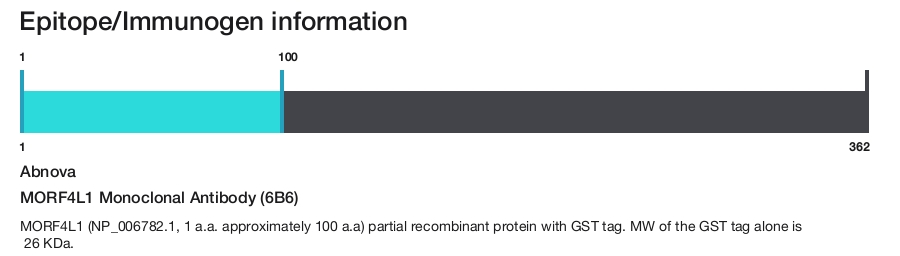 MORF4L1 Monoclonal Antibody (6B6)