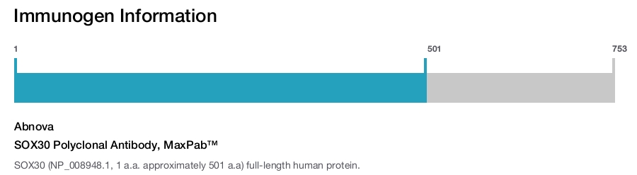 SOX30 Polyclonal Antibody, MaxPab™