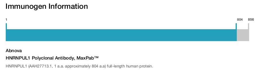HNRNPUL1 Polyclonal Antibody, MaxPab™