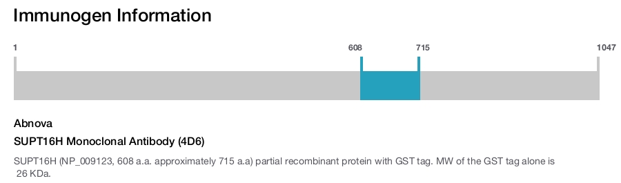 SUPT16H Monoclonal Antibody (4D6)