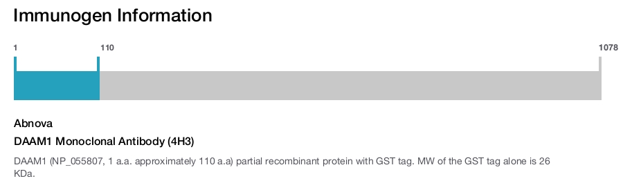DAAM1 Monoclonal Antibody (4H3)
