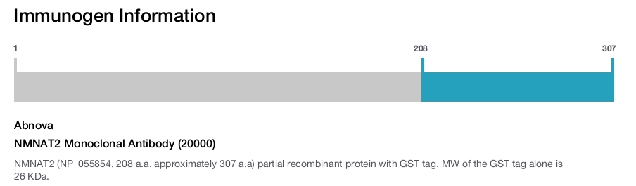 NMNAT2 Monoclonal Antibody (20000)