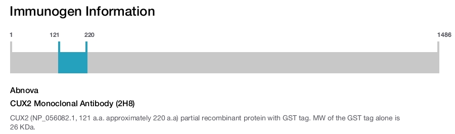 CUX2 Monoclonal Antibody (2H8)