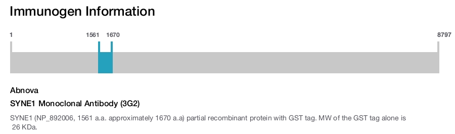 SYNE1 Monoclonal Antibody (3G2)