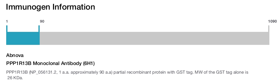 PPP1R13B Monoclonal Antibody (6H1)