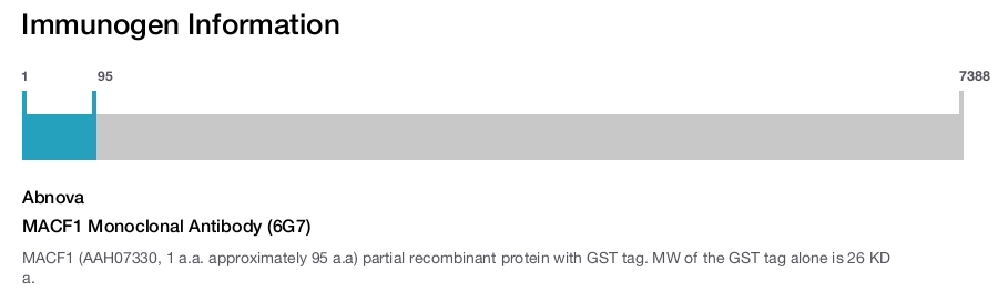 MACF1 Monoclonal Antibody (6G7)