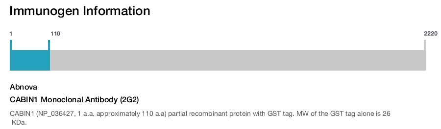 CABIN1 Monoclonal Antibody (2G2)