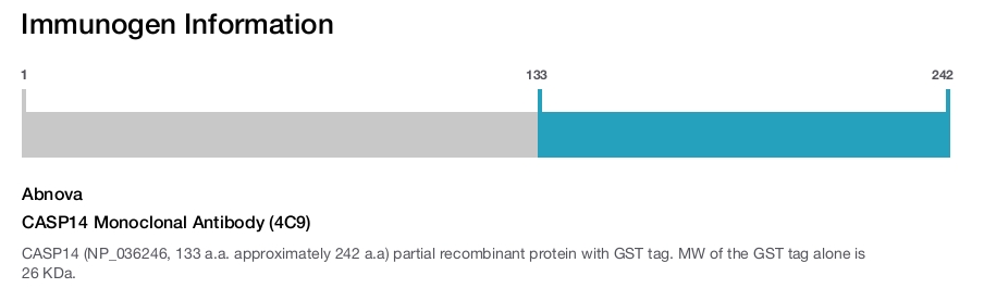 CASP14 Monoclonal Antibody (4C9)