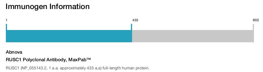 RUSC1 Polyclonal Antibody, MaxPab™