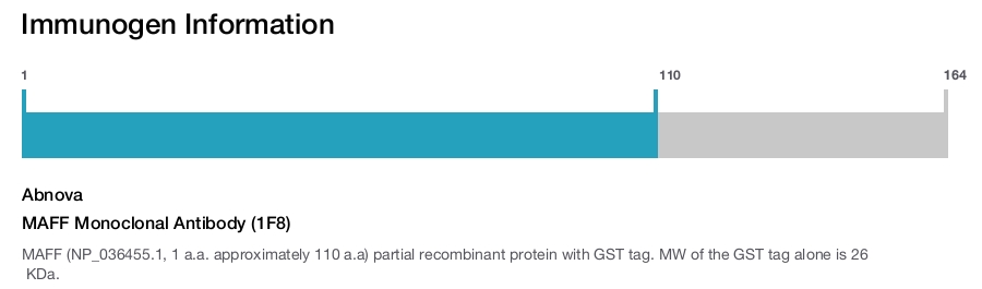 MAFF Monoclonal Antibody (1F8)