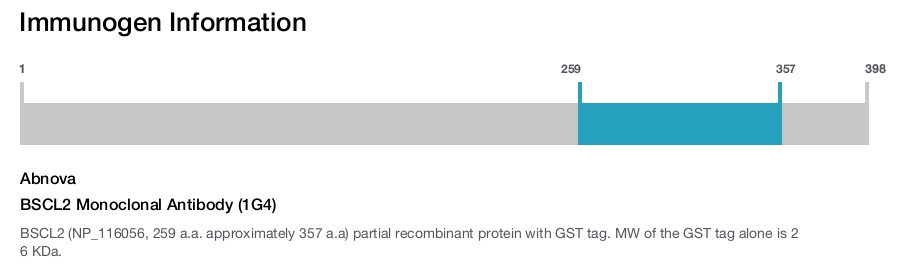 BSCL2 Monoclonal Antibody (1G4)