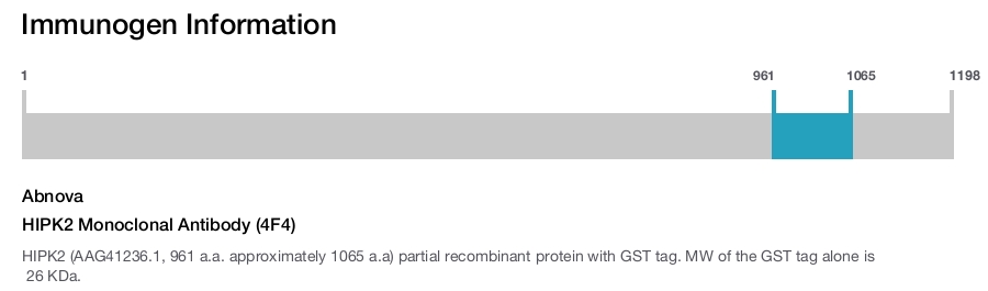 HIPK2 Monoclonal Antibody (4F4)