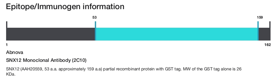 SNX12 Monoclonal Antibody (2C10)