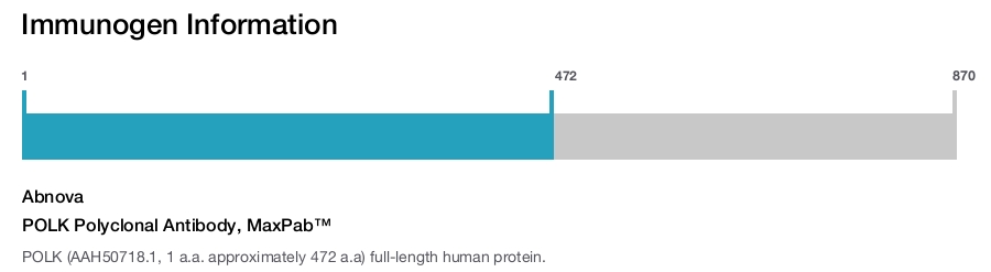 POLK Polyclonal Antibody, MaxPab™
