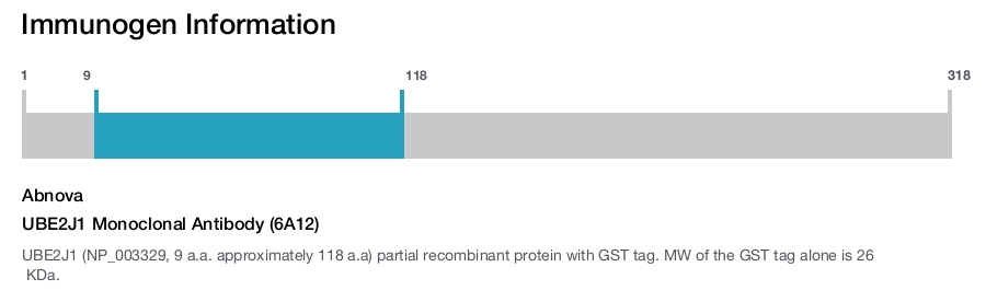 UBE2J1 Monoclonal Antibody (6A12)