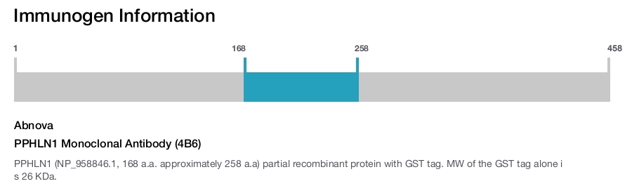 PPHLN1 Monoclonal Antibody (4B6)