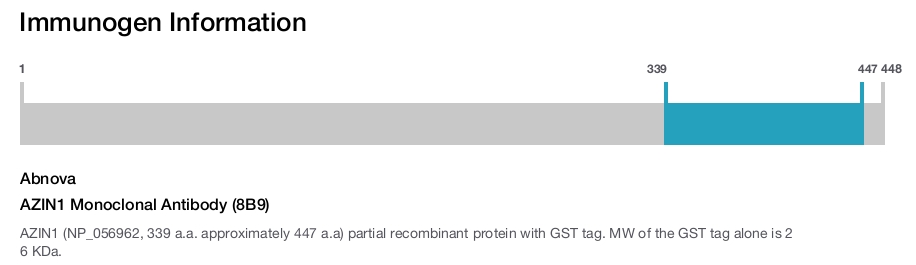 AZIN1 Monoclonal Antibody (8B9)