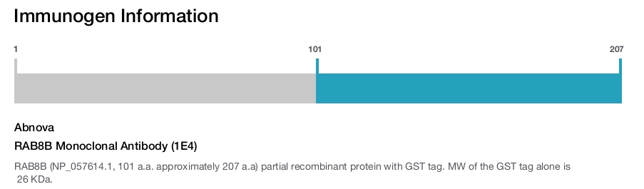 RAB8B Monoclonal Antibody (1E4)