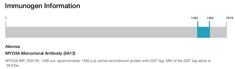 MYO3A Monoclonal Antibody (5A12)