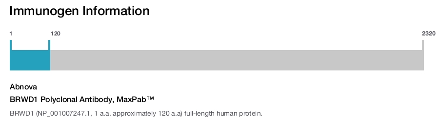 BRWD1 Polyclonal Antibody, MaxPab™