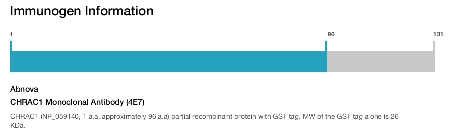 CHRAC1 Monoclonal Antibody (4E7)