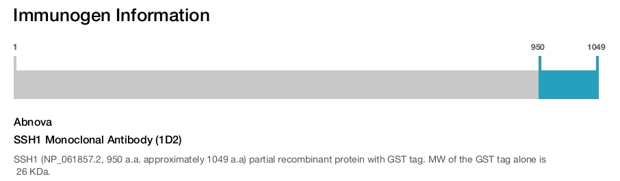 SSH1 Monoclonal Antibody (1D2)
