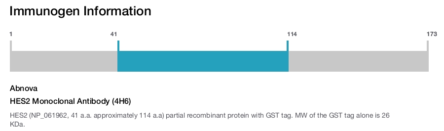 HES2 Monoclonal Antibody (4H6)