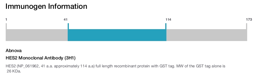 HES2 Monoclonal Antibody (3H1)