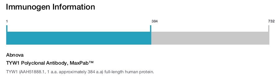 TYW1 Polyclonal Antibody, MaxPab™