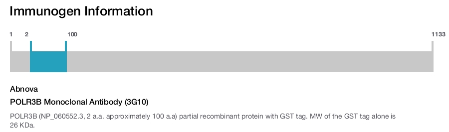 POLR3B Monoclonal Antibody (3G10)