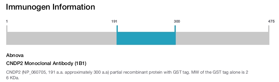 CNDP2 Monoclonal Antibody (1B1)