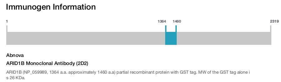 ARID1B Monoclonal Antibody (2D2)
