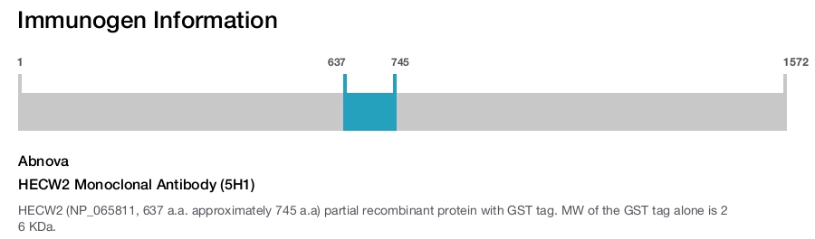 HECW2 Monoclonal Antibody (5H1)