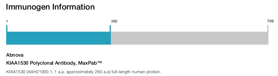 KIAA1530 Polyclonal Antibody, MaxPab™