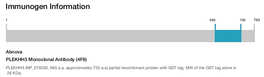 PLEKHH3 Monoclonal Antibody (4F8)