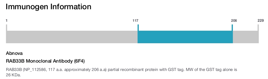 RAB33B Monoclonal Antibody (6F4)