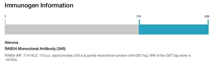 RAB34 Monoclonal Antibody (3A5)