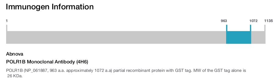 POLR1B Monoclonal Antibody (4H6)