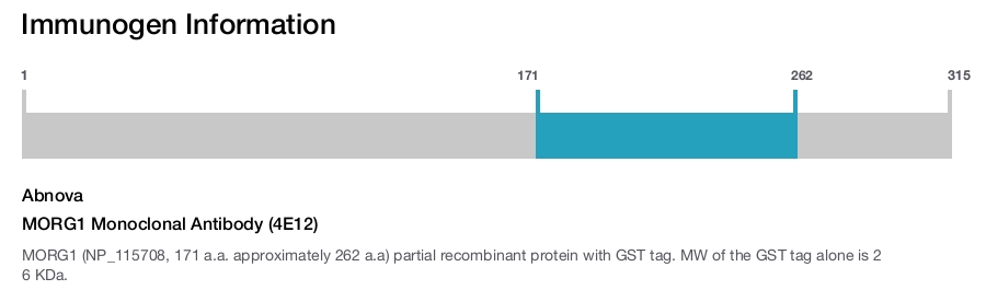 MORG1 Monoclonal Antibody (4E12)